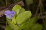 Blue waterhyssop